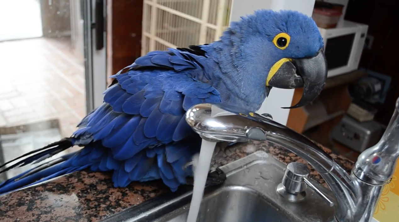 Finicky parrot knows what she wants | iNFOnews.ca