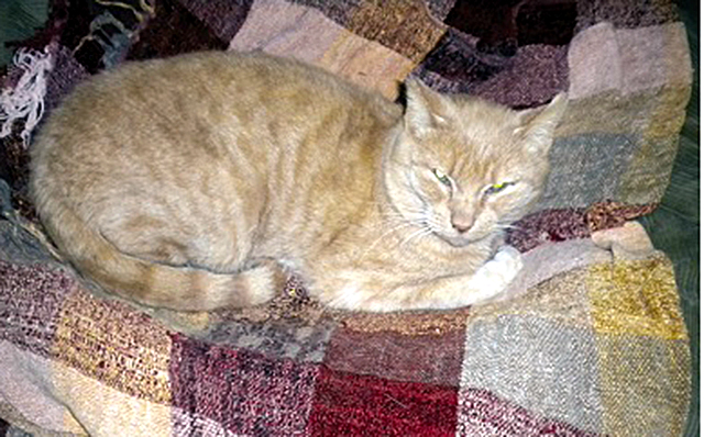 What the Irish Rovers have in common with Clancy the cat | iNFOnews.ca What the Irish Rovers have in common with Clancy the cat | iNFOnews.ca