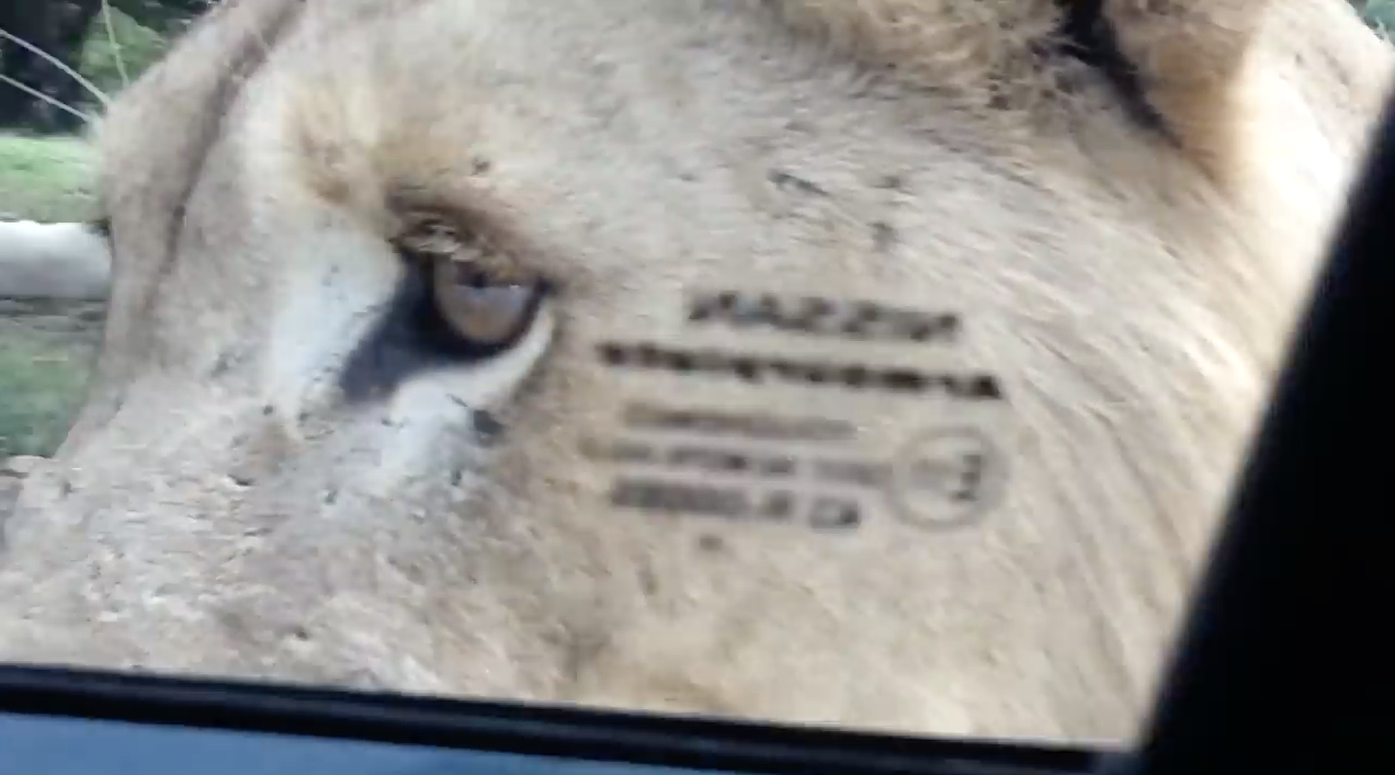 Lion scares the pants off family | iNFOnews.ca Lion scares the pants off family | iNFOnews.ca