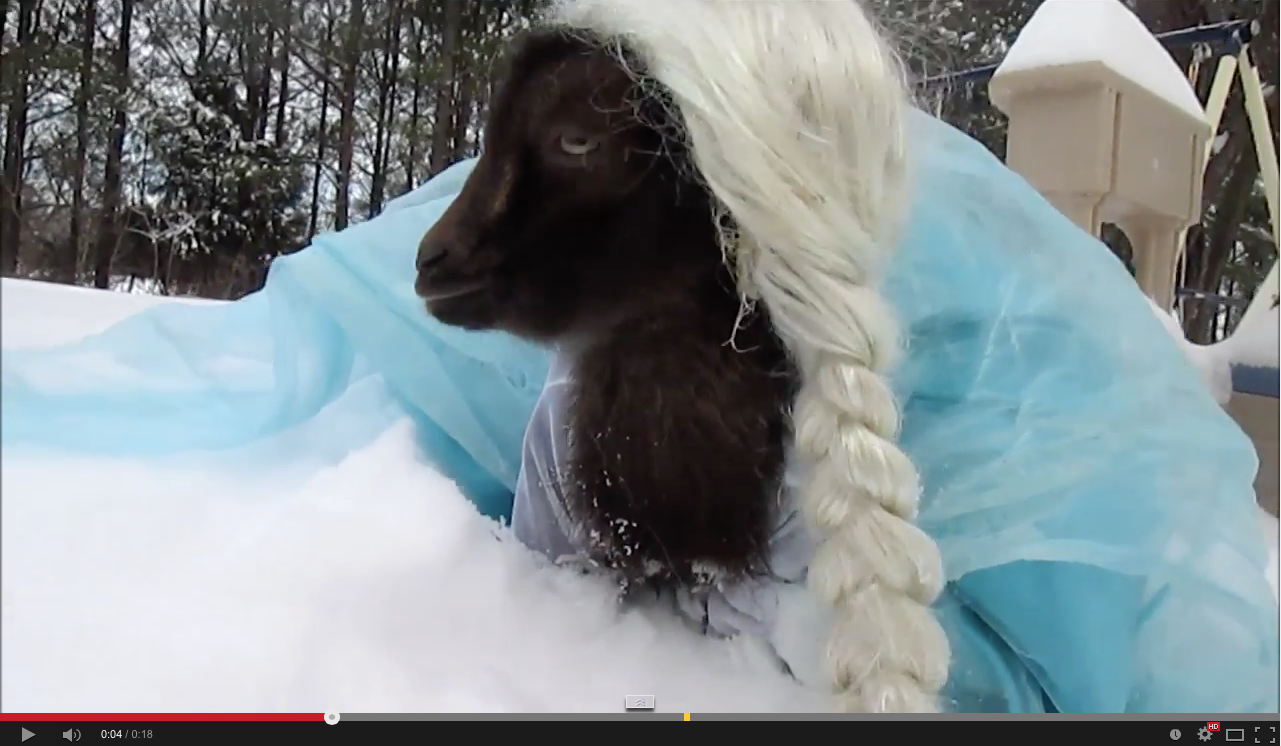 Goat dressed up as princess from Frozen | iNFOnews.ca