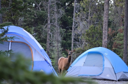 Where to find camping in the North Okanagan when provincial parks are full | iNFOnews.ca