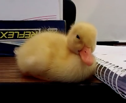 Can't keep the duck awake | iNFOnews.ca