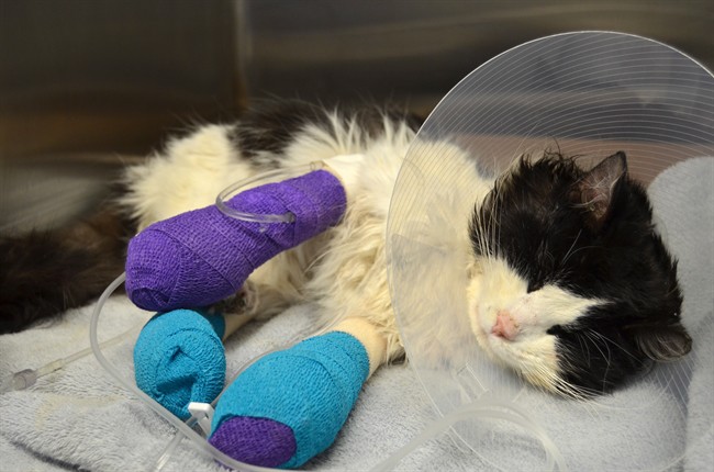 Feline found in Regina with bound paws named 'Bruce Almighty' for will to live | iNFOnews.ca