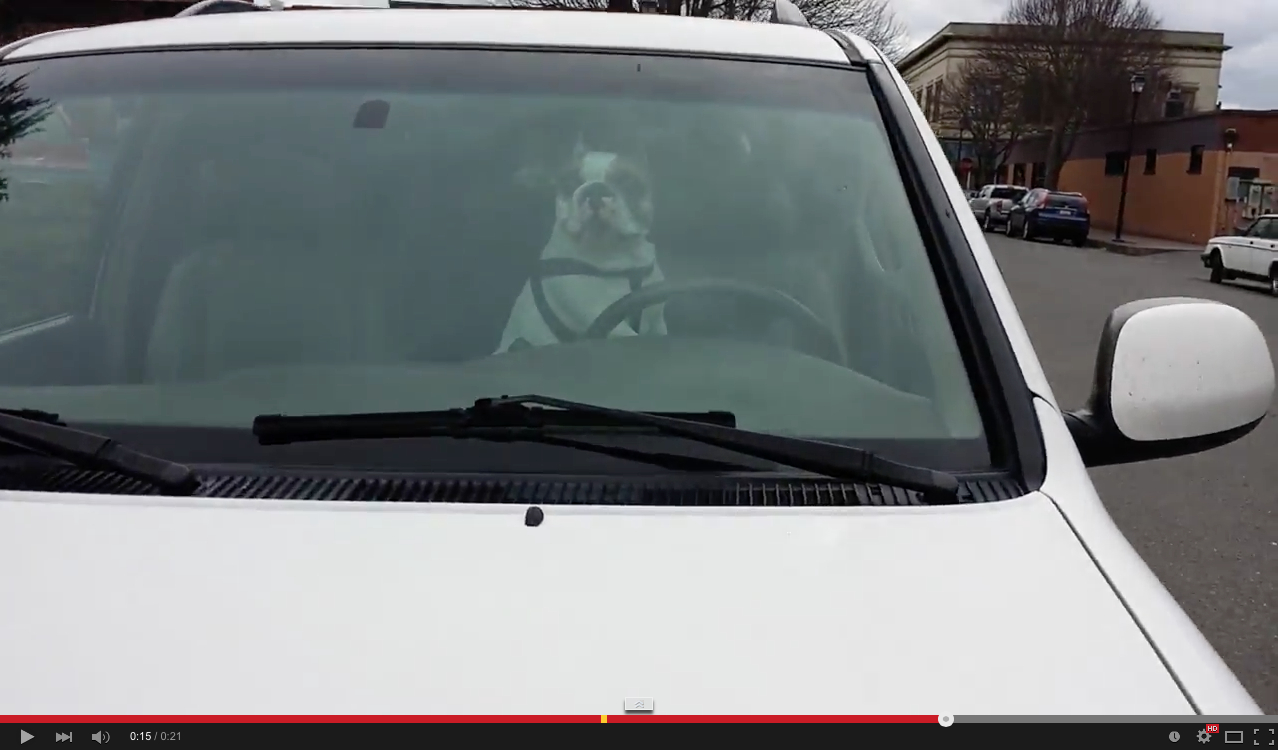 Leaving your dog in the car is not cool: dog | iNFOnews.ca Leaving your dog in the car is not cool: dog | iNFOnews.ca