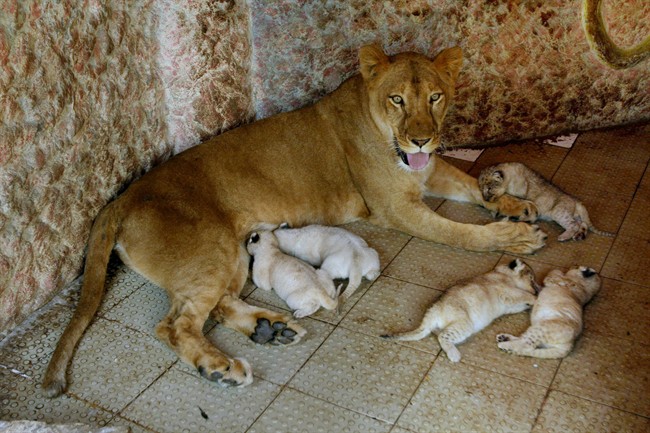 VIDEO: African lioness kept as pet in central Pakistan gives birth to litter of 5 cubs | iNFOnews.ca VIDEO: African lioness kept as pet in central Pakistan gives birth to litter of 5 cubs | iNFOnews.ca
