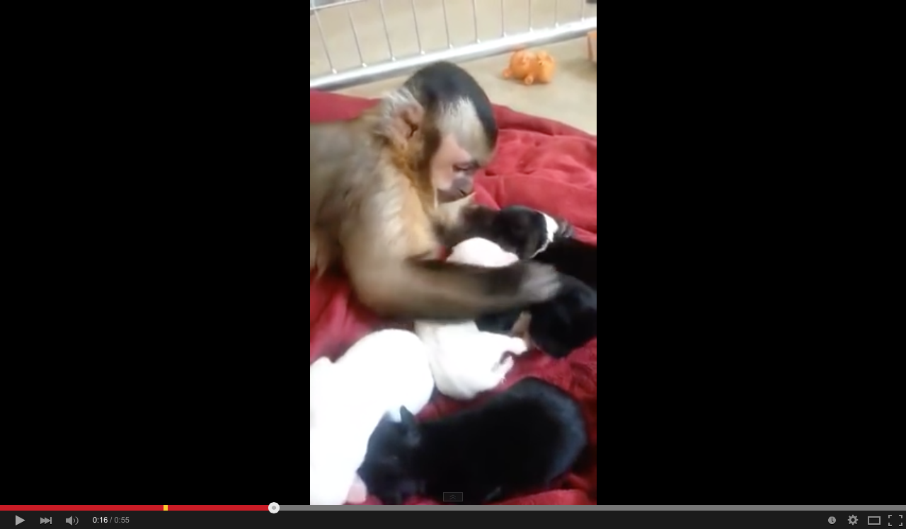 Monkey + puppies = adorable overload | iNFOnews.ca
