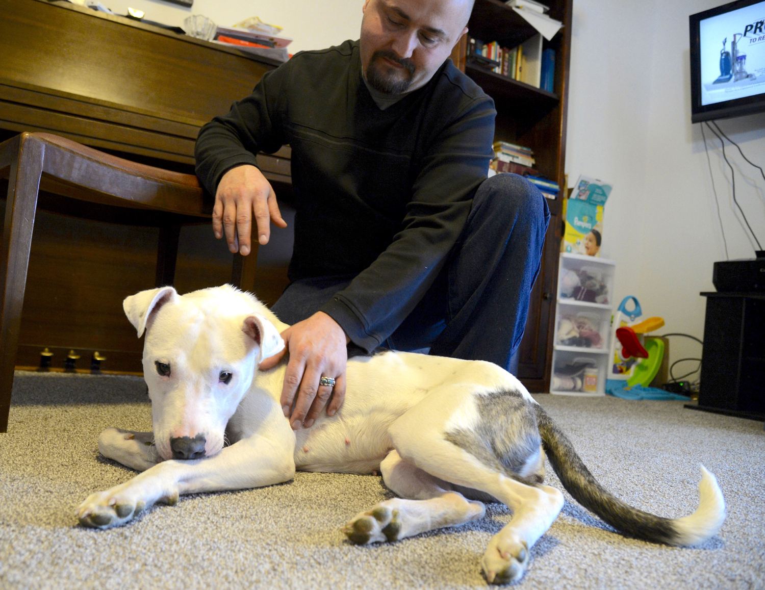 Dog struck by car, clubbed, left for dead recovering with help from vets, Samaritans | iNFOnews.ca