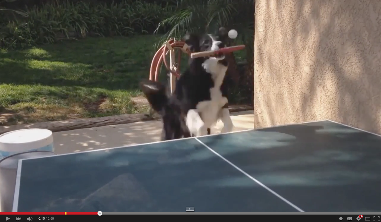 Dog playing ping pong | iNFOnews.ca