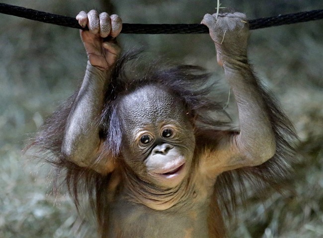 Zoo workers, big sis provide care for orphaned baby orangutan; his dad picked Super Bowl wins | iNFOnews.ca Zoo workers, big sis provide care for orphaned baby orangutan; his dad picked Super Bowl wins | iNFOnews.ca