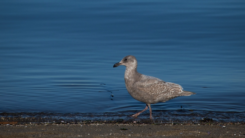 Beaches focus of Vancouver spill cleanup after fuel removed from water | iNFOnews.ca