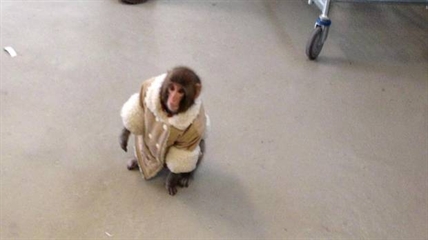 Ikea monkey needs help keeping roof over its head | iNFOnews.ca