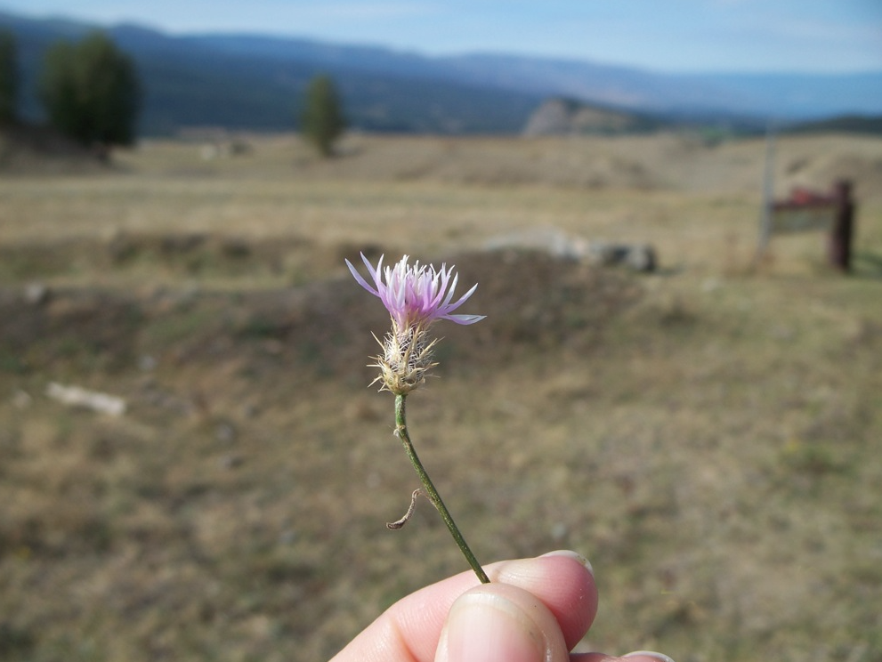 New money to fight invasive plants in Thompson-Okanagan | iNFOnews.ca New money to fight invasive plants in Thompson-Okanagan | iNFOnews.ca