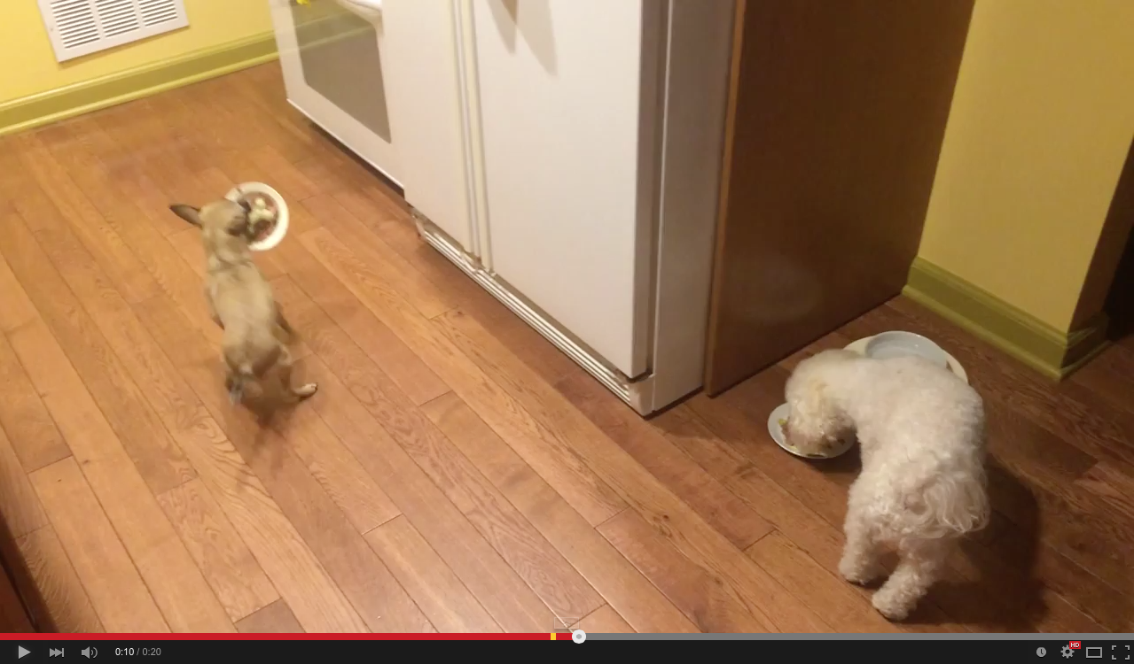 Adorable pup doesn't like to eat alone | iNFOnews.ca