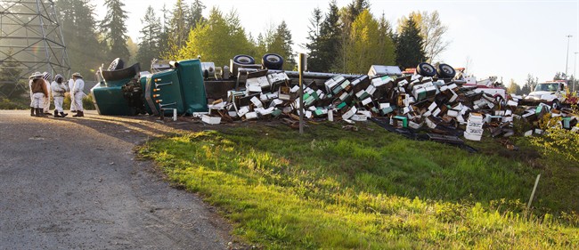 Washington highway abuzz with millions of bees after commercial truck overturns, dumps hives | iNFOnews.ca Washington highway abuzz with millions of bees after commercial truck overturns, dumps hives | iNFOnews.ca