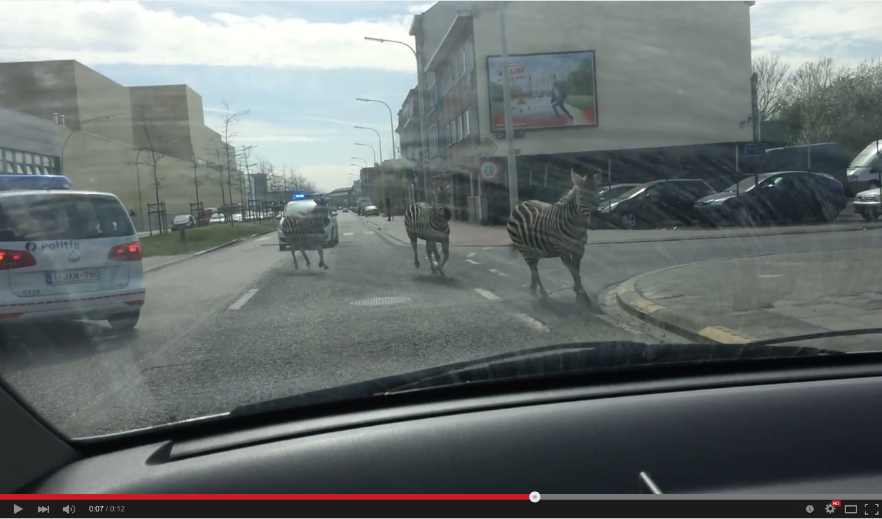 Zebra roundup in Brussels | iNFOnews.ca