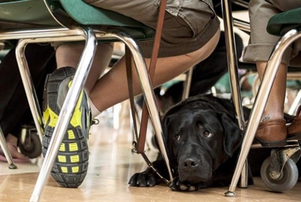 Service dog trainers, owners hope new legislation will put an end to fraud | iNFOnews.ca