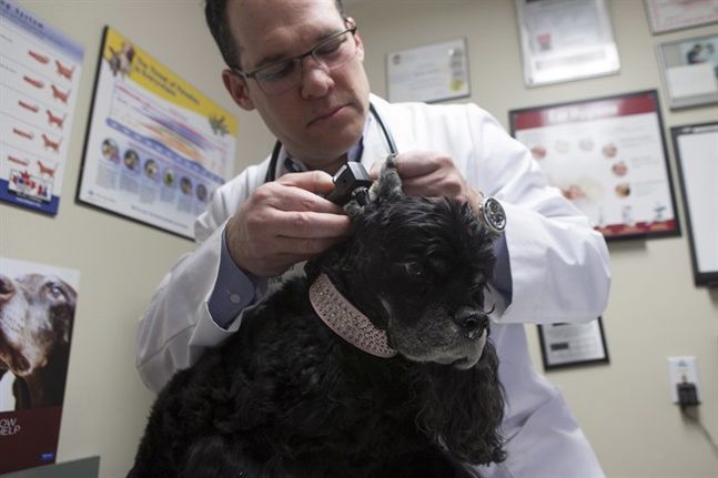 Check your pets: Vet shares health-care tips for cats and dogs in spring | iNFOnews.ca Check your pets: Vet shares health-care tips for cats and dogs in spring | iNFOnews.ca