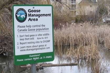 Goose management activities beginning in West Kelowna | iNFOnews.ca Goose management activities beginning in West Kelowna | iNFOnews.ca