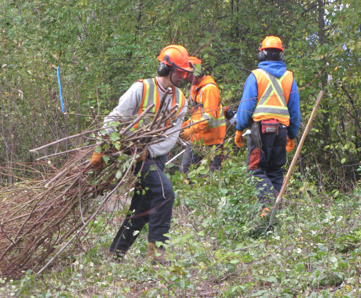 Forestry students return to improve park safety | iNFOnews.ca