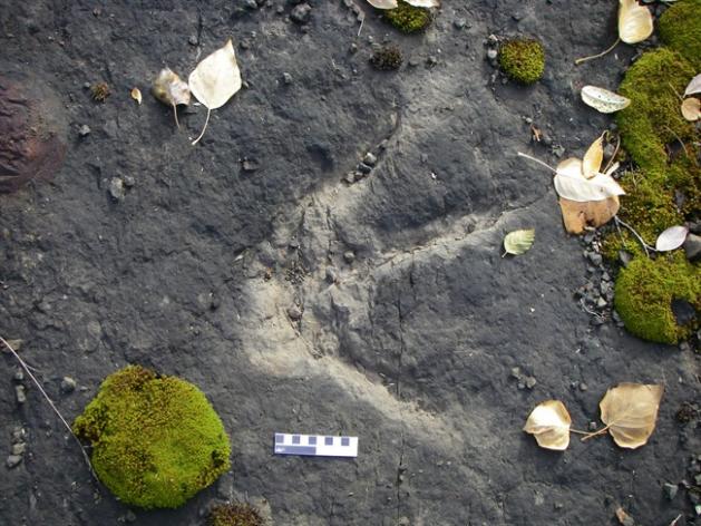 B.C. dinosaur path tracks heyday of prehistoric beasts | iNFOnews.ca