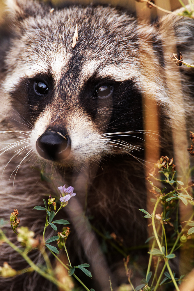 WildSafeBC receives funding to reduce human-wildlife conflict | iNFOnews.ca