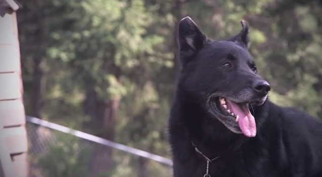 B.C. dog among those inducted into Purina Animal Hall of Fame for heroism | iNFOnews.ca B.C. dog among those inducted into Purina Animal Hall of Fame for heroism | iNFOnews.ca