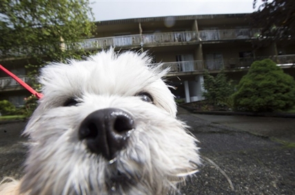 Landlord hounds B.C. dog owners for fecal samples to sniff out 'poopetrator' | iNFOnews.ca Landlord hounds B.C. dog owners for fecal samples to sniff out 'poopetrator' | iNFOnews.ca