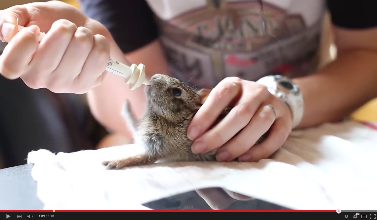 TRENDING NOW: Adorable baby rabbit does happy dance for milk | iNFOnews.ca