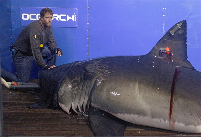 Great white shark cruising becomes Twitter star, helping draw attention to research | iNFOnews.ca