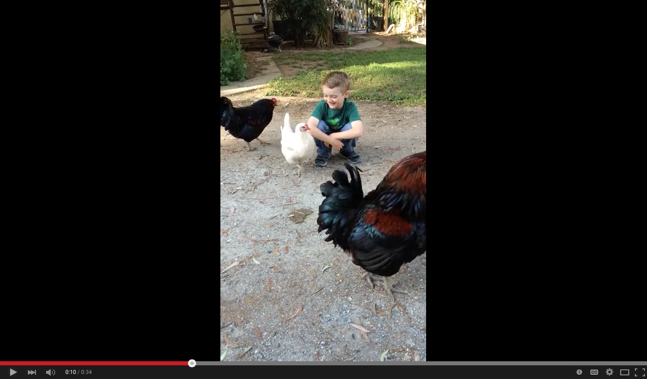 TRENDING NOW: Boy's haircut passes chicken inspection | iNFOnews.ca TRENDING NOW: Boy's haircut passes chicken inspection | iNFOnews.ca