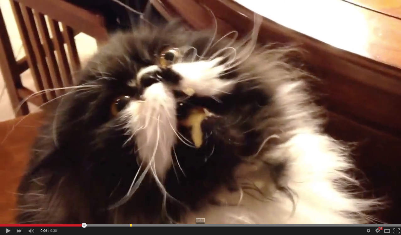 TRENDING NOW: Cat gets brain freeze | iNFOnews.ca TRENDING NOW: Cat gets brain freeze | iNFOnews.ca