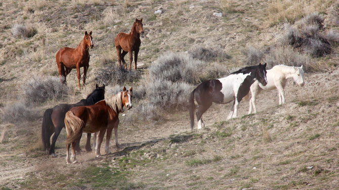 LOEWEN: Where B.C. doesn’t have to mean Bring Cash | iNFOnews.ca