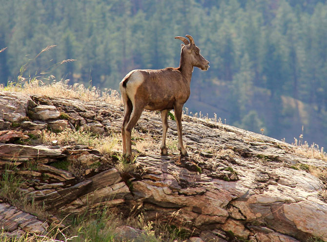 LOEWEN: Where B.C. doesn’t have to mean Bring Cash | iNFOnews.ca