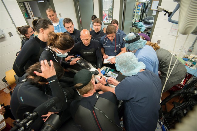 Vancouver Aquarium dolphin Hana in critical condition after surgery | iNFOnews.ca