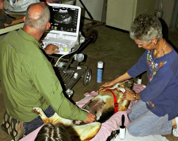 Donations pour in for Arizona dog found hanging from tree; Sunny recovers with foster family | iNFOnews.ca Donations pour in for Arizona dog found hanging from tree; Sunny recovers with foster family | iNFOnews.ca