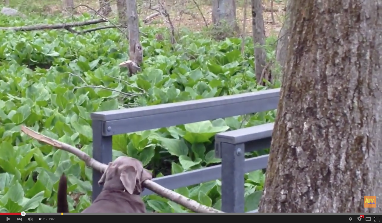 TRENDING NOW: Dog deals with big stick and narrow bridge | iNFOnews.ca