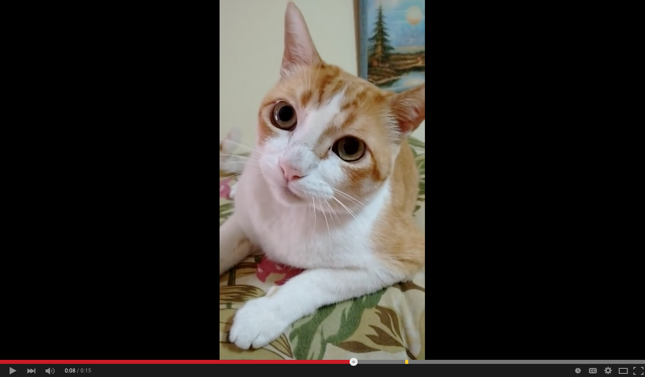TRENDING NOW: Adorable kitty sings along | iNFOnews.ca