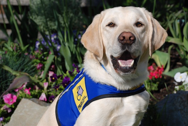 Dog soothes girl at sex-assault trial; sets new course for B.C.'s courts | iNFOnews.ca