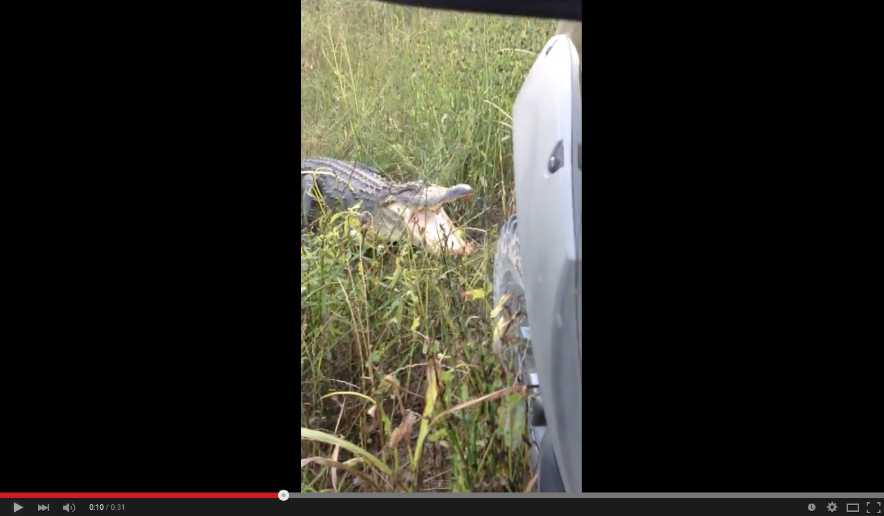 TRENDING NOW: Alligator versus pickup truck | iNFOnews.ca