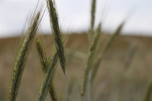 There is no Frankenwheat: professor says protein unchanged in 100 years | iNFOnews.ca