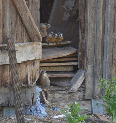 Kelowna's 140 year old mill site needing attention | iNFOnews.ca