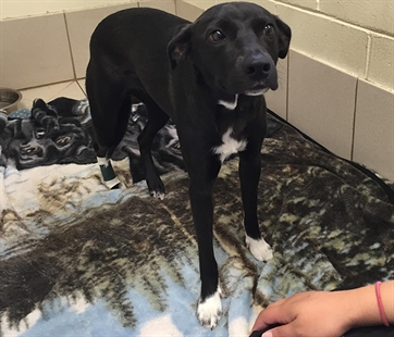 Residents rally to aid puppy struck by a car | iNFOnews.ca