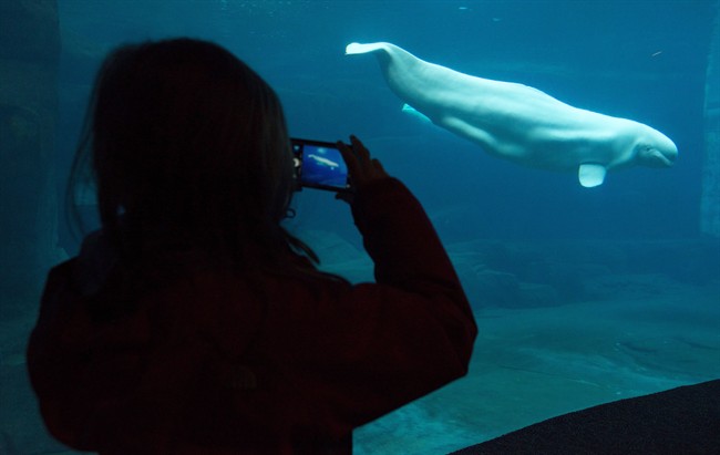 Vancouver Aquarium says 'No' to ending practice of keeping animals in captivity | iNFOnews.ca
