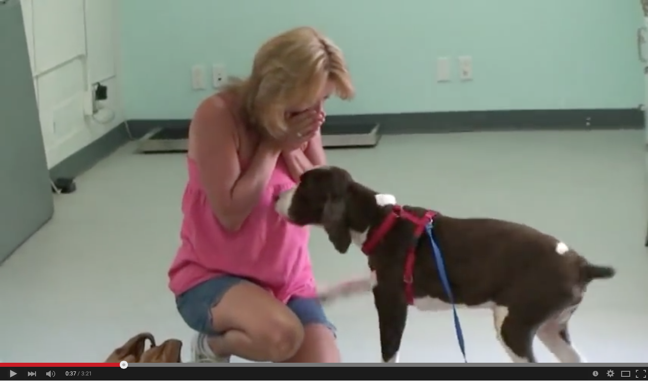 TRENDING NOW: Owner's emotional reaction to her dog walking after rehab | iNFOnews.ca TRENDING NOW: Owner's emotional reaction to her dog walking after rehab | iNFOnews.ca