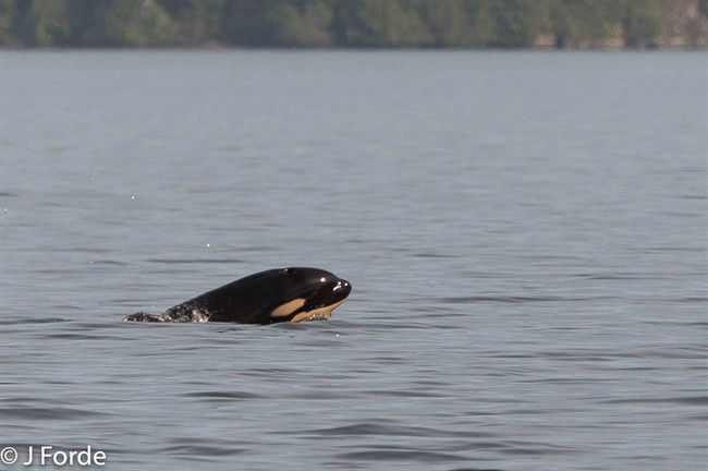 Orca calf spotted near Tofino, B.C., was born this week: whale-watching guide | iNFOnews.ca
