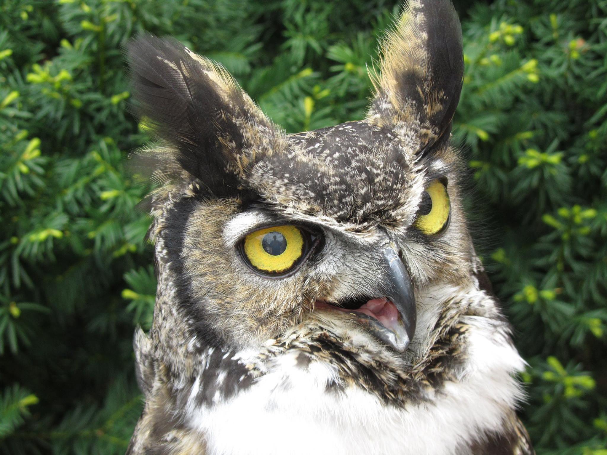 Food source poisoned at Raptor Rehab Centre in Oliver | iNFOnews.ca