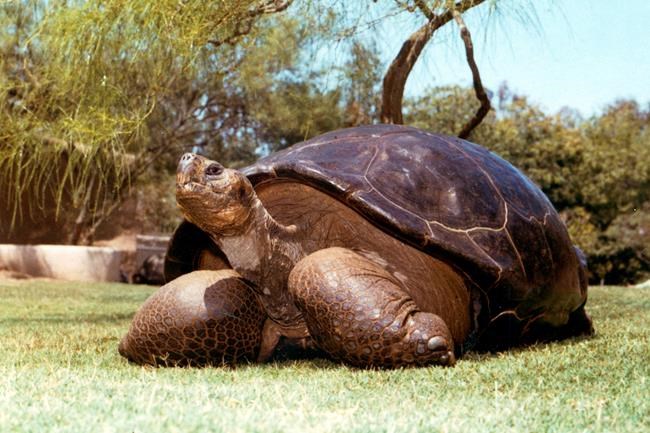 Speed the 150-year-old Galapagos tortoise dies at San Diego Zoo | iNFOnews.ca