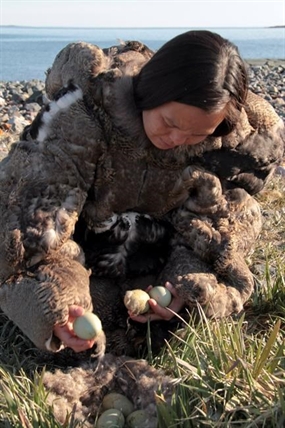 Fluffy story: Arctic hamlet opens eiderdown factory to feather its nest | iNFOnews.ca Fluffy story: Arctic hamlet opens eiderdown factory to feather its nest | iNFOnews.ca