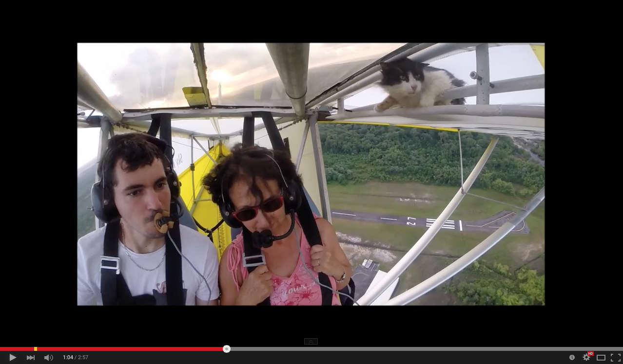 TRENDING NOW: Cat glider stowaway regrets decision, big time | iNFOnews.ca