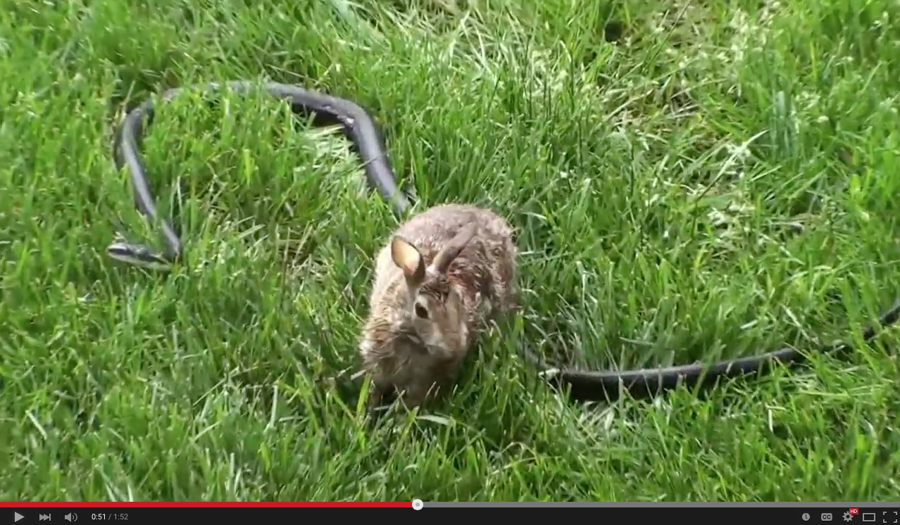 TRENDING NOW: Rabbit fights snake to save baby bunny | iNFOnews.ca TRENDING NOW: Rabbit fights snake to save baby bunny | iNFOnews.ca